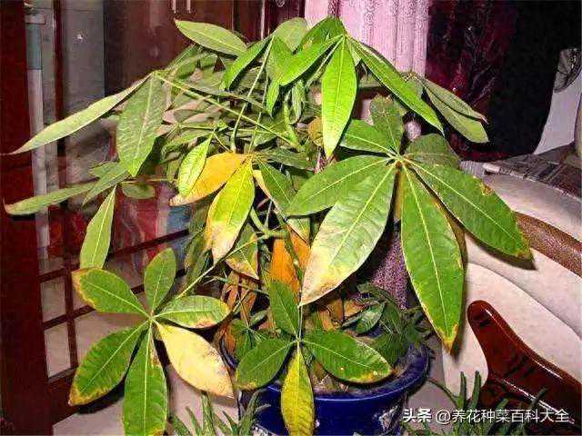 不管养啥花，出现黄叶、烂根，这“2种水”一喷，5天见效，盆盆爆