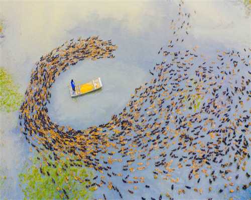 VR烹饪游戏《Cook-Out：A Sandwich Tale》