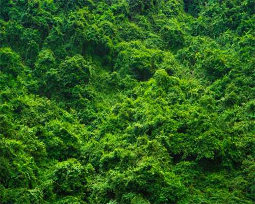 3款最有恐怖气氛的手游，网友：恐怖游戏才是猛男该玩的游戏